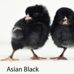 The Truth About Asian Black Chicken