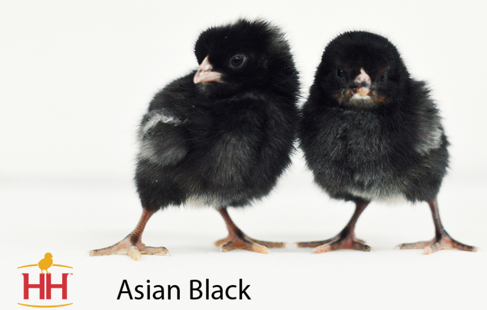 The Truth About Asian Black Chicken