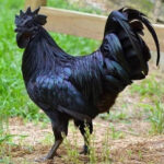 Ayam Cemani Chicken: All You Need To Know
