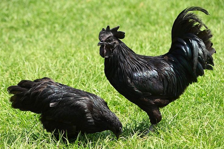 These 6 all black chicken breeds have black skin, meat, and bones
