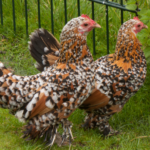 Bantam Chicken Breeds: All You Need To Know