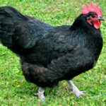 Black Australorp Chicken: All You Need To Know