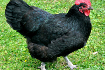 Black Australorp Chicken: All You Need To Know