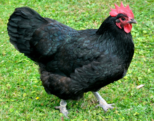 Black Australorp Chicken: All You Need To Know