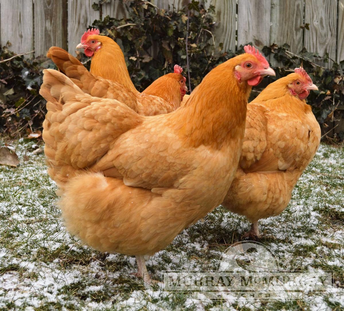 6-best-tasting-chicken-breeds-chicken-breed-guide