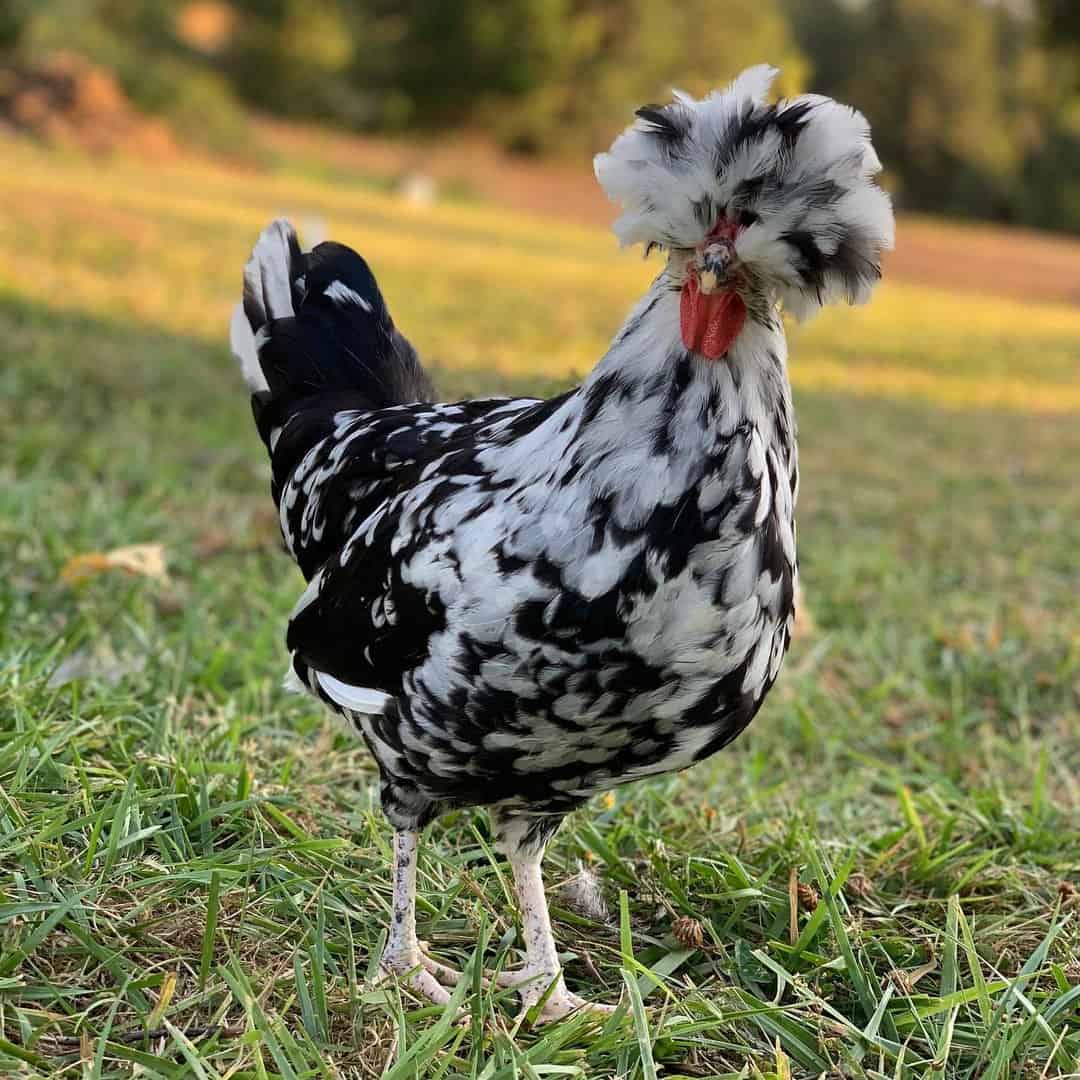 Houdan Chicken 