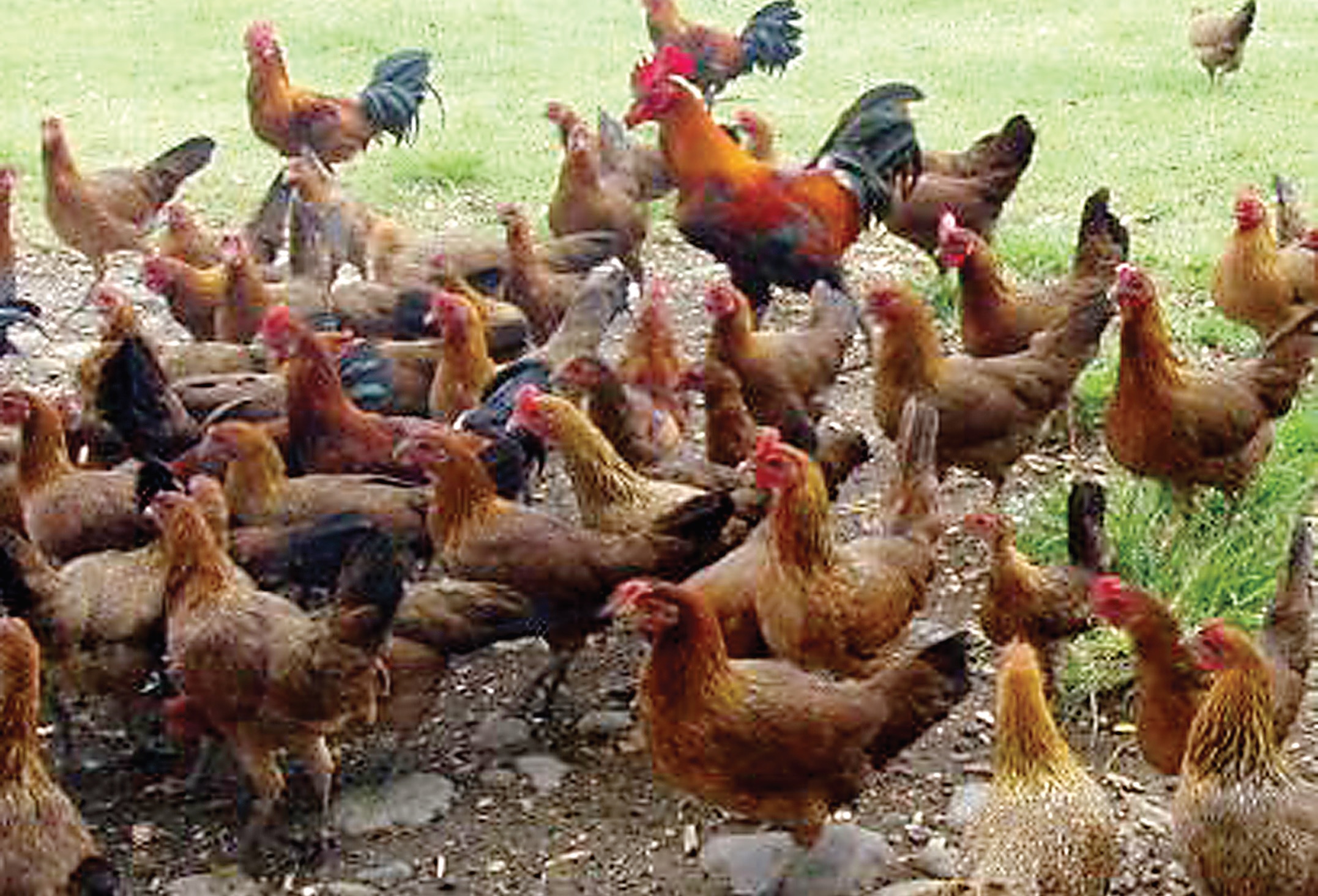 All About The Philippine Native Chicken Breeds Chicken Breed Guide 2021