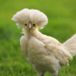 Crested Chicken: 10 Afro Chicken Breeds