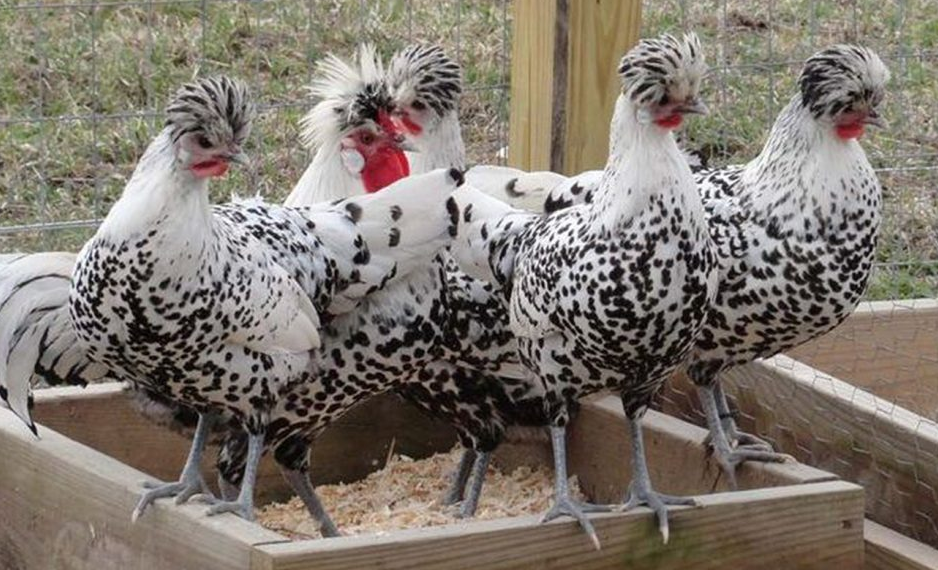 Crested Chicken: 10 Afro Chicken Breeds