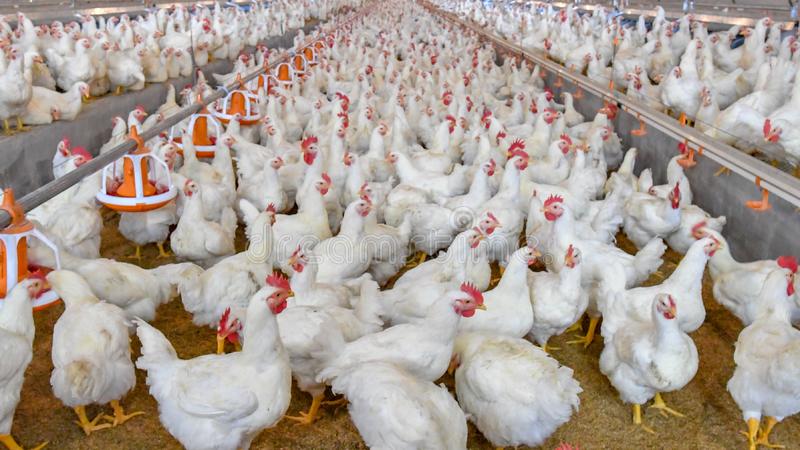 How to start a contract poultry business in the Philippines