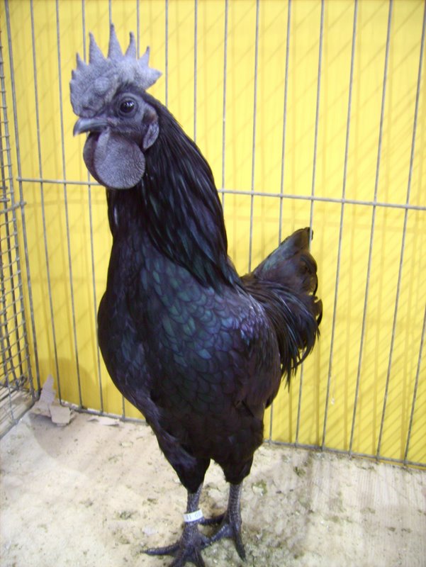 ulikba-chicken