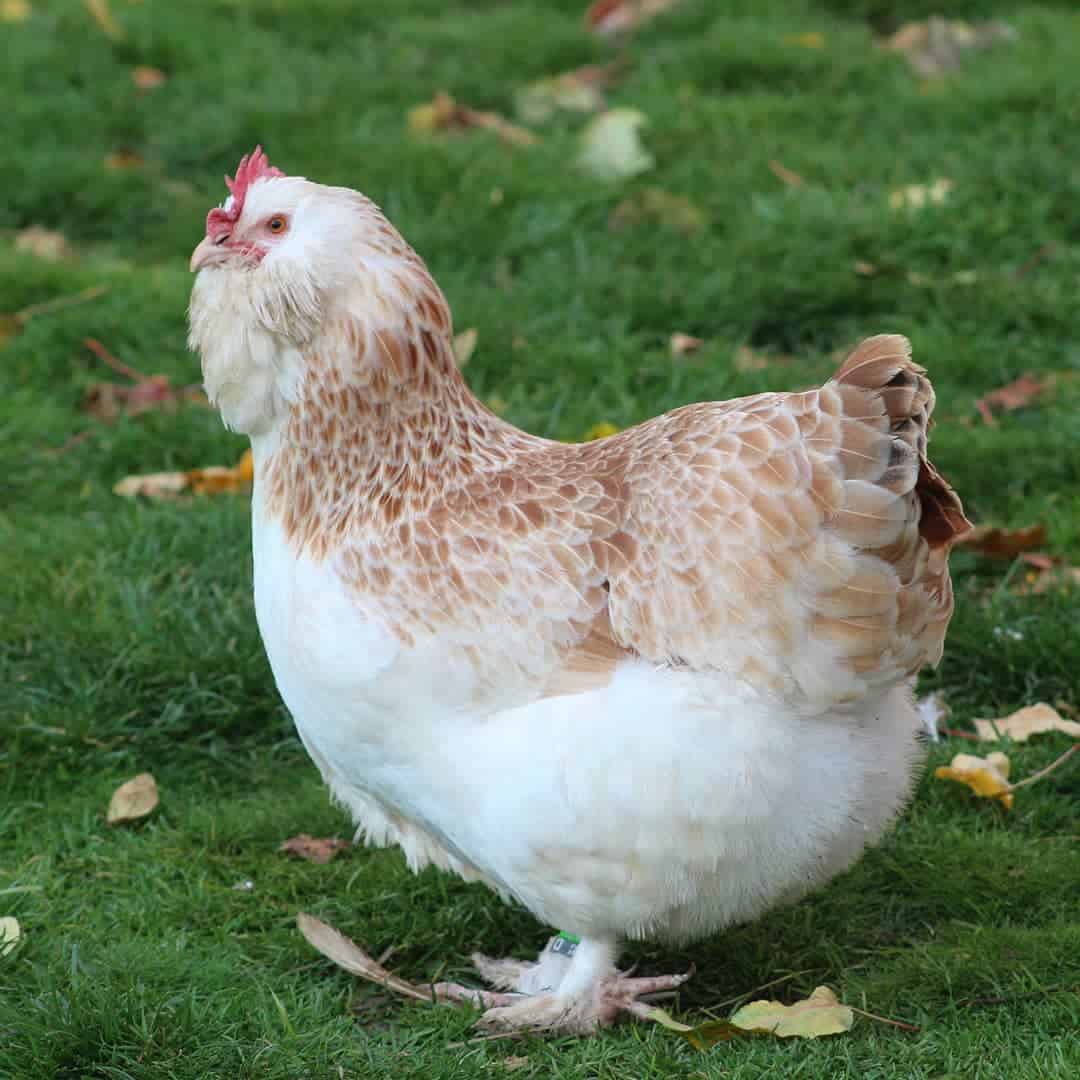 Silkie Bantam and the 5 toed chicken breeds