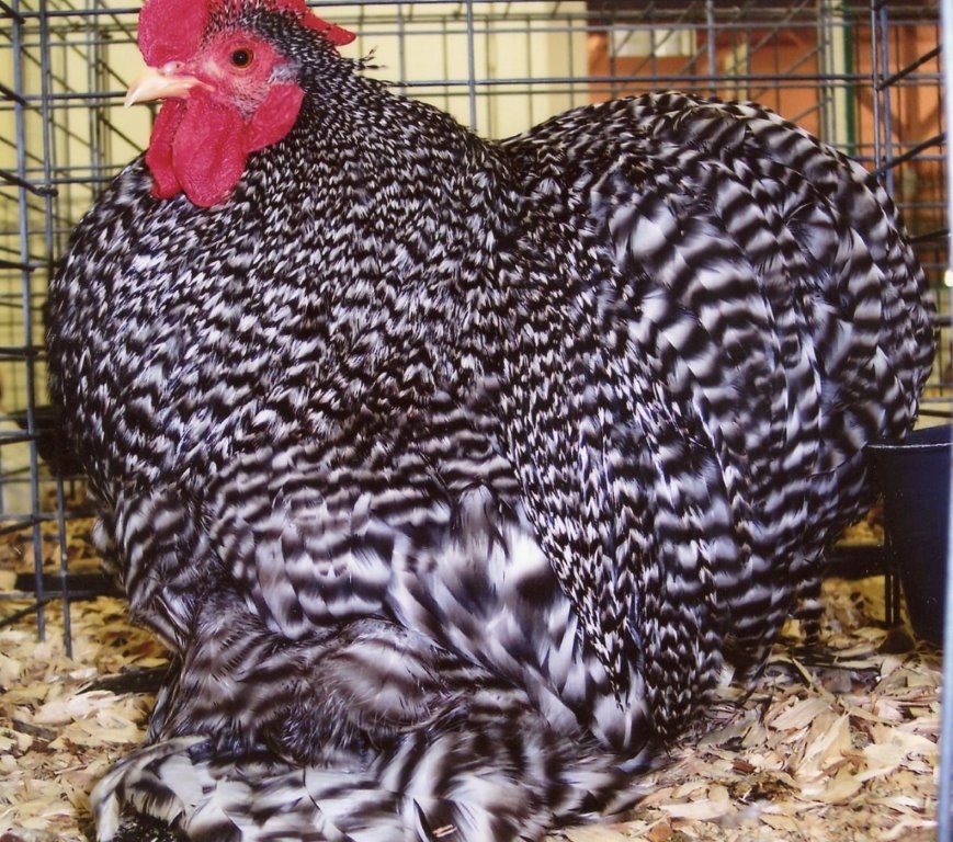 Barred Cochin Bantam Chicken