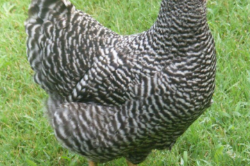 The Barred Plymouth Rock (BPR) Chicken