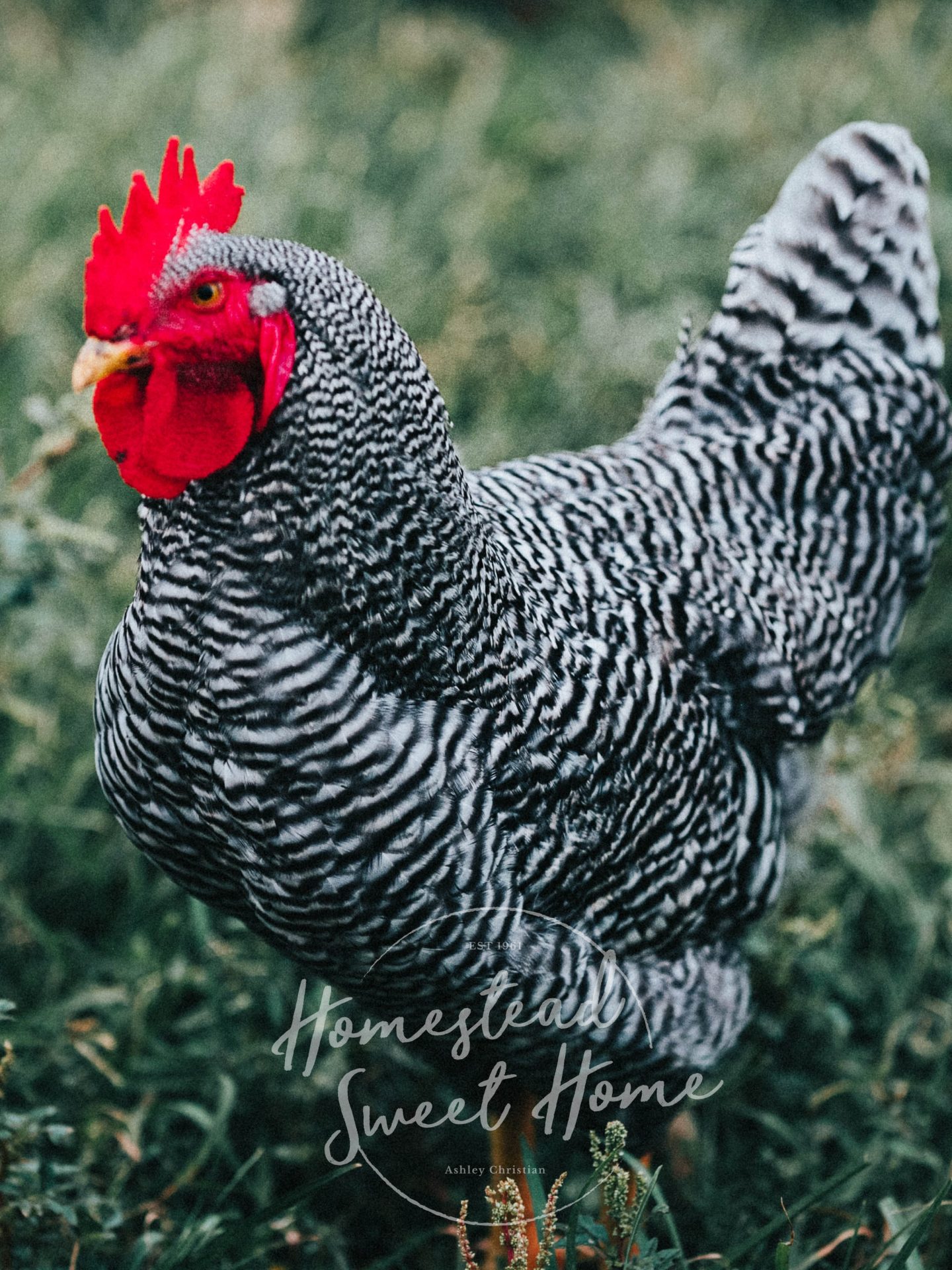 The Barred Plymouth Rock (BPR) Chicken