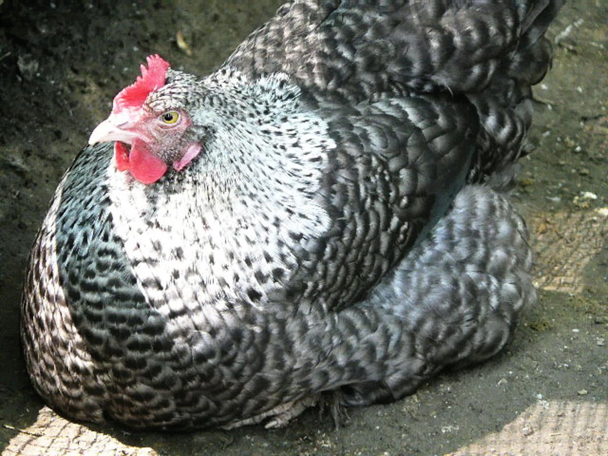 Французская порода кур